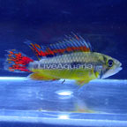 Double Full Red Cockatoo Cichlid