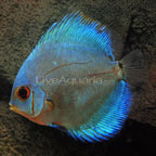 Blue Diamond Discus