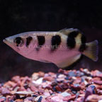 Brackish Archer Fish Brackish Archer Fish
