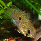 Blue Acara