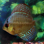 Ocean Green Discus