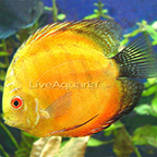 Yellow Marlboro Discus