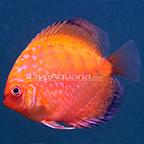 Royal Red Discus