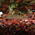 Striata Botia Loach