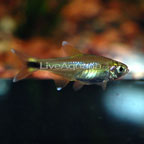 Tetra images free, High quality Tetra photo, Pictures of Tetra 