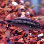 Kribensis Cichlid