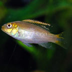 Albino Kribensis Cichlid Albino Kribensis Cichlid