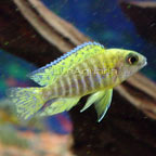 Yellow Peacock Cichlid