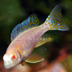 Albino Peacock Cichlid