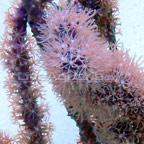 Purple Tree Gorgonian Sea Fan