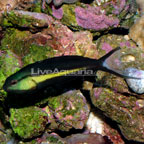Bundoon Blenny