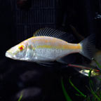 Albino Compressiceps Cichlid Albino Compressiceps Cichlid