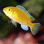 Electric Yellow Cichlid