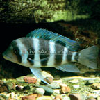 Frontosa Cichlid Frontosa Cichlid