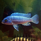 Cobalt Blue Zebra Cichlid 