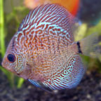 Snakeskin Discus 