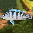 Kenyi Cichlid