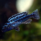 Blue Johanni Cichlid