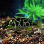 Venustus Cichlid