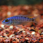 Electric Blue Cichlid 