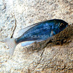 Moorei Cichlid