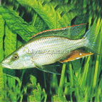 Compressiceps Cichlid