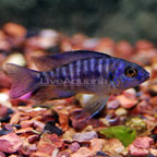 Blue Peacock Cichlid 