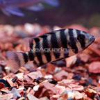 Buttikoferi Cichlid 