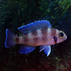 Tretocephalus Cichlid 