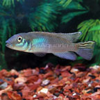 Nanochromis Cichlid