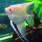 Albino Angel Albino Angel