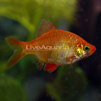 tropical fish for freshwater aquariums green tiger barb tiger barb compatibility chart