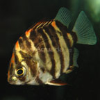 Brackish Ruby Scat Brackish Ruby Scat