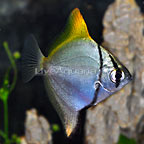 Brackish Mono Argentus Brackish Mono Argentus