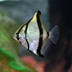 Brackish Mono Sebae Brackish Mono Sebae