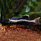 Redtail Catfish