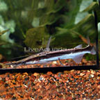 Lima Shovel-nosed Catfish (This fish gets to large)
