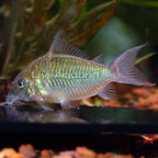 Emerald Green Cory Cat