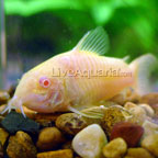 Albino Aeneus Cory Cat