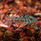 Peppered Cory Cat