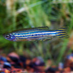 Zebra Danio