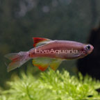 Long Fin White Cloud Long Fin White Cloud