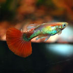 Red Fire Guppy