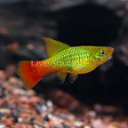 Topsail Platy