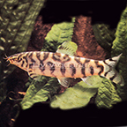 Lohachata Botia Loach 