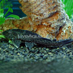 Sailfin Pleco (L-83)
