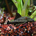 Gold Royal (L-027) Plecostomus