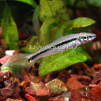 Siamese Algae Eater