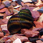 Japanese Trapdoor Snail