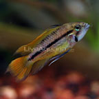 Assorted Apistogramma